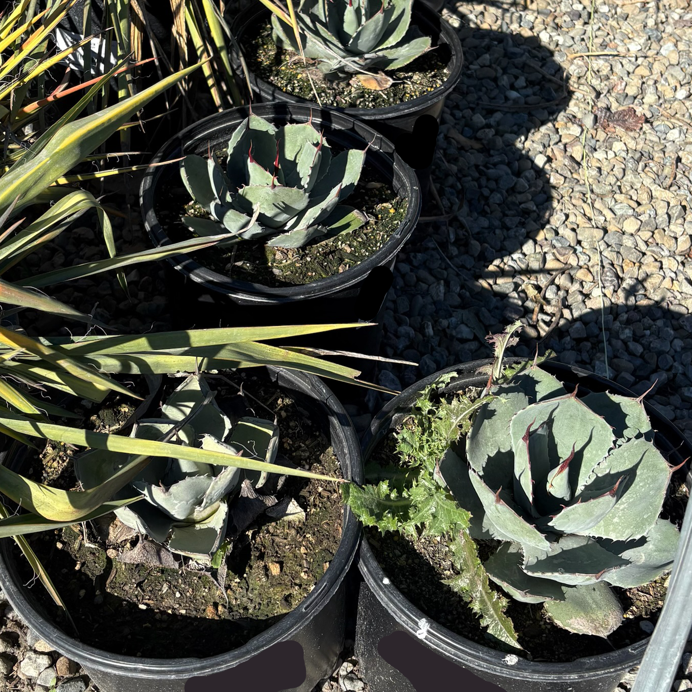 green rosette succulent Artichoke Agave