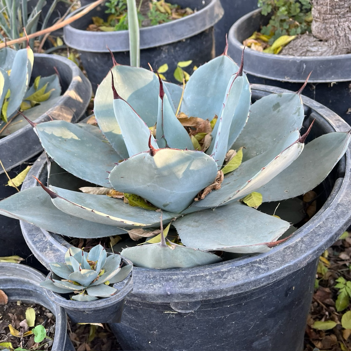 artichoke succulent Artichoke Agave