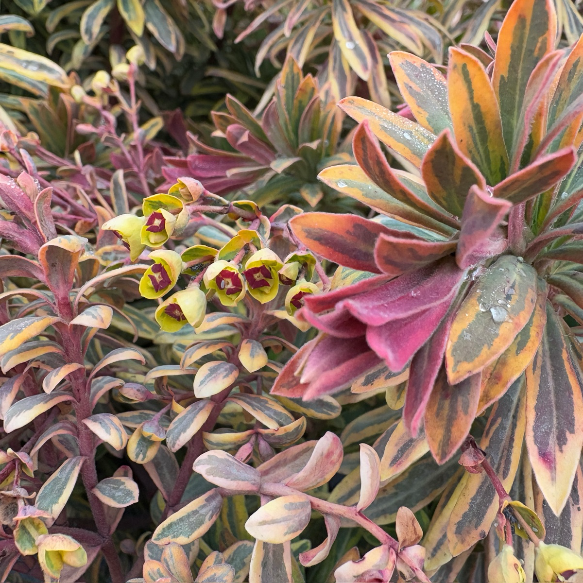 Ascot Rainbow Spurge