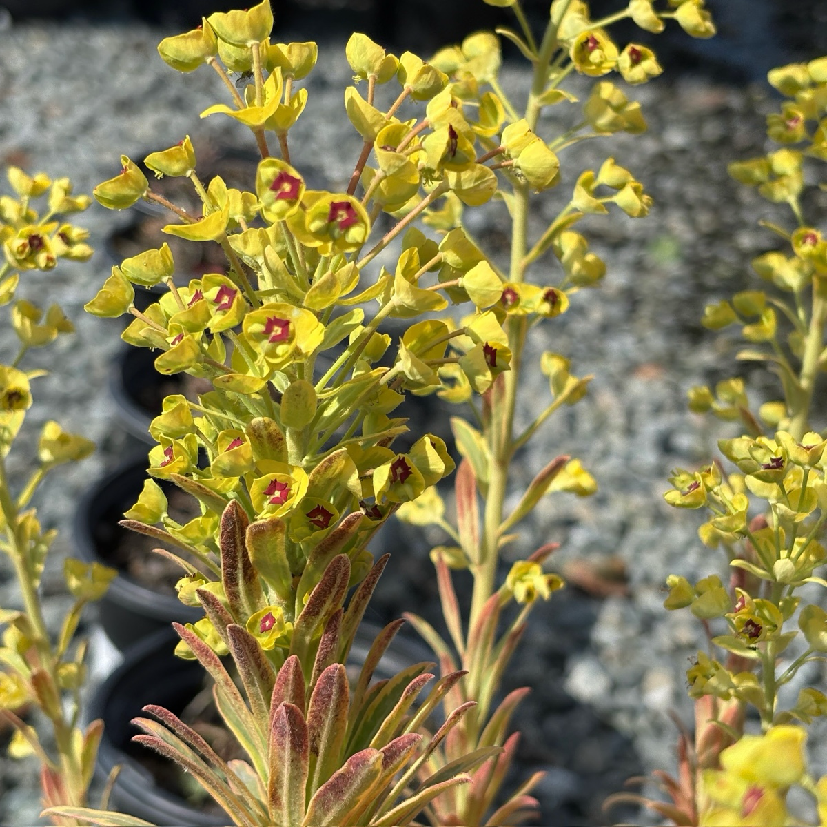 Ascot Rainbow Spurge