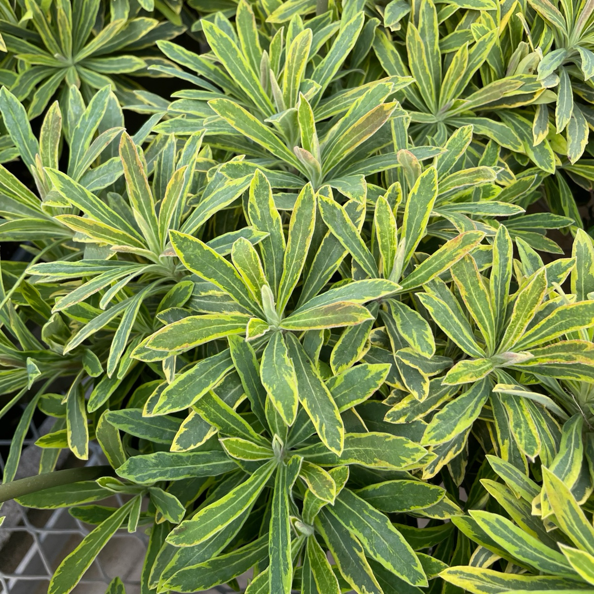 Ascot Rainbow Spurge