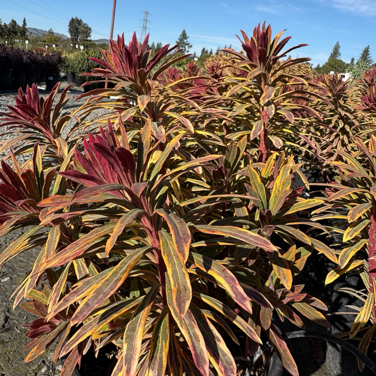 Ascot Rainbow Spurge