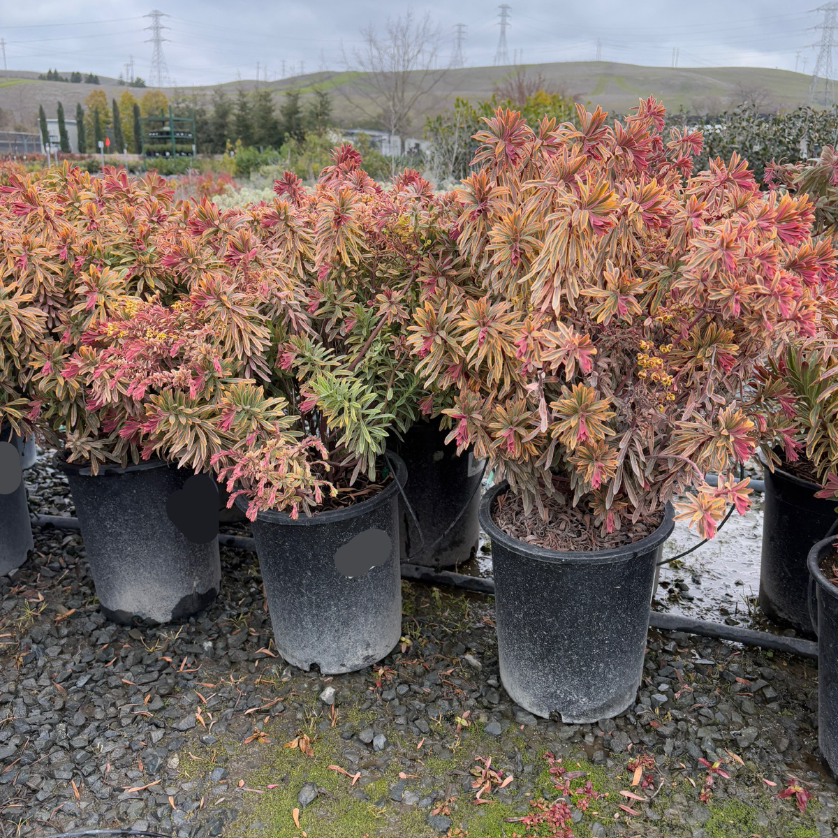 Ascot Rainbow Spurge