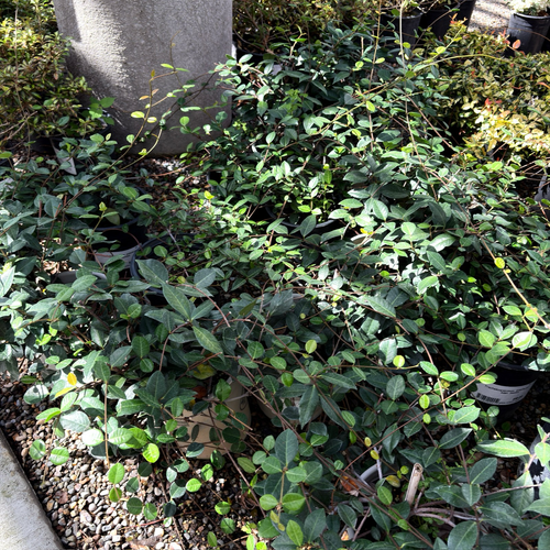 Green shrub with small Trachelospermum asiaticum leaves on a garden bed