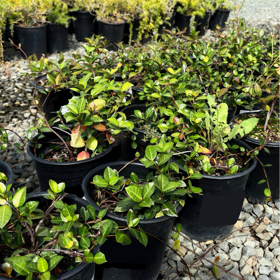 potted jasmine plants for sale Asian Star Jasmine Groundcover