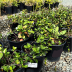 Row of potted Yellow Star Jasmine plants in black pots on a gravel surface