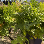 Potted Aspidium capense plants on a wooden surface with a greenhouse background