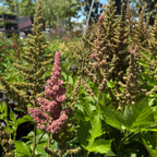   Astilbe