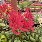 Astilbe
