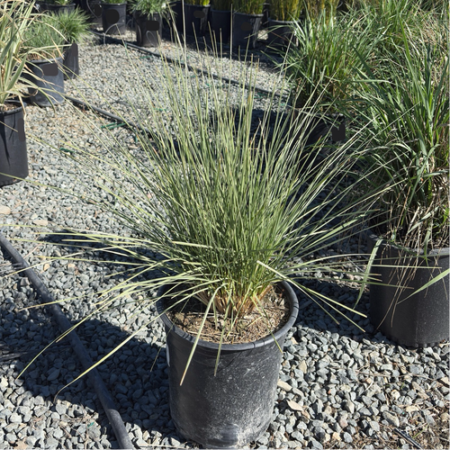 Atlas Fescue