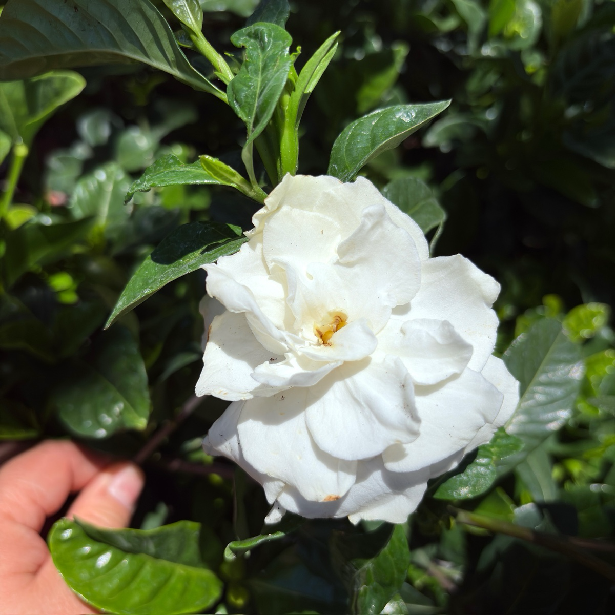 White flower August Beauty Gardenia held by a hand among green leaves