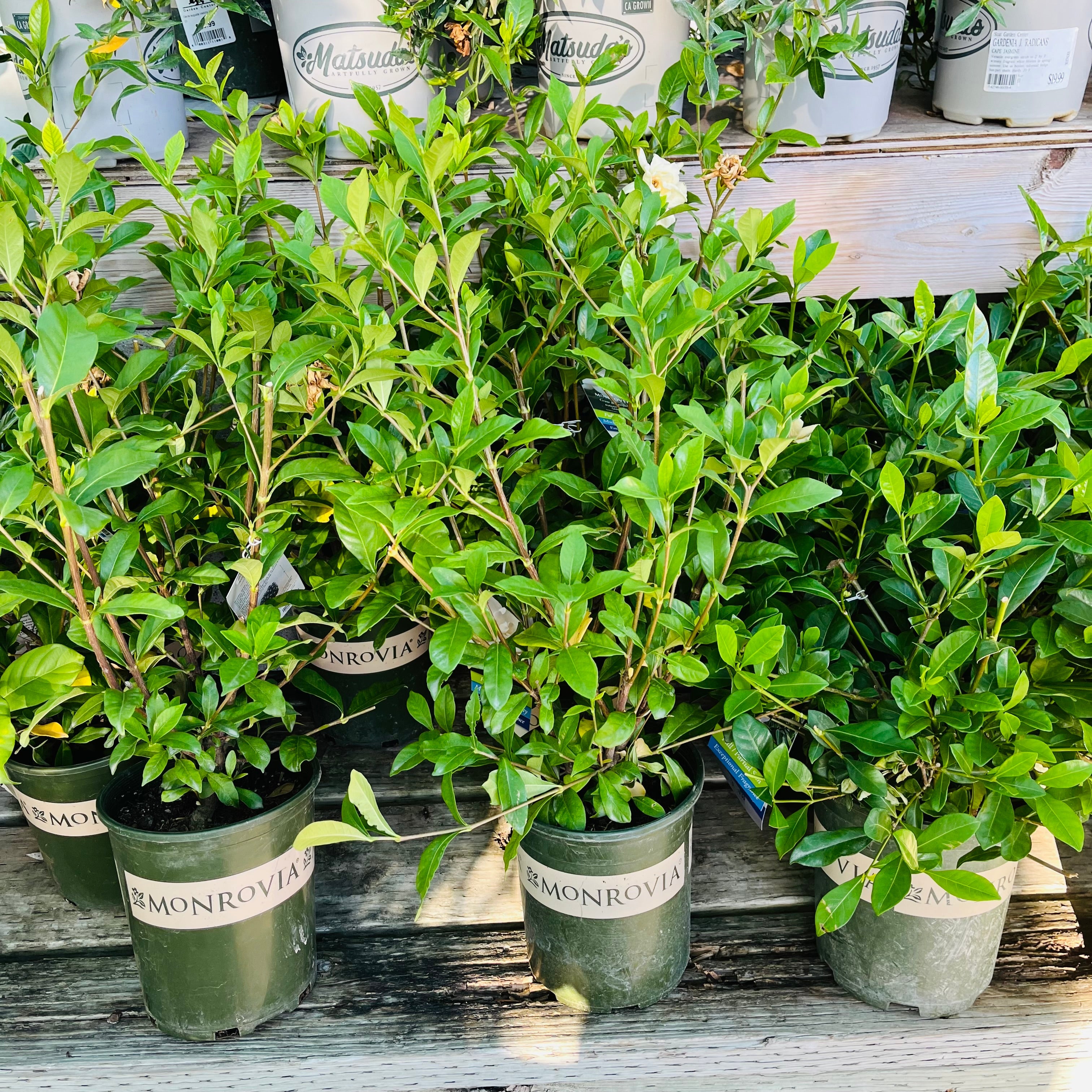 Row of potted August Beauty Gardenia plants on a wooden shelf.