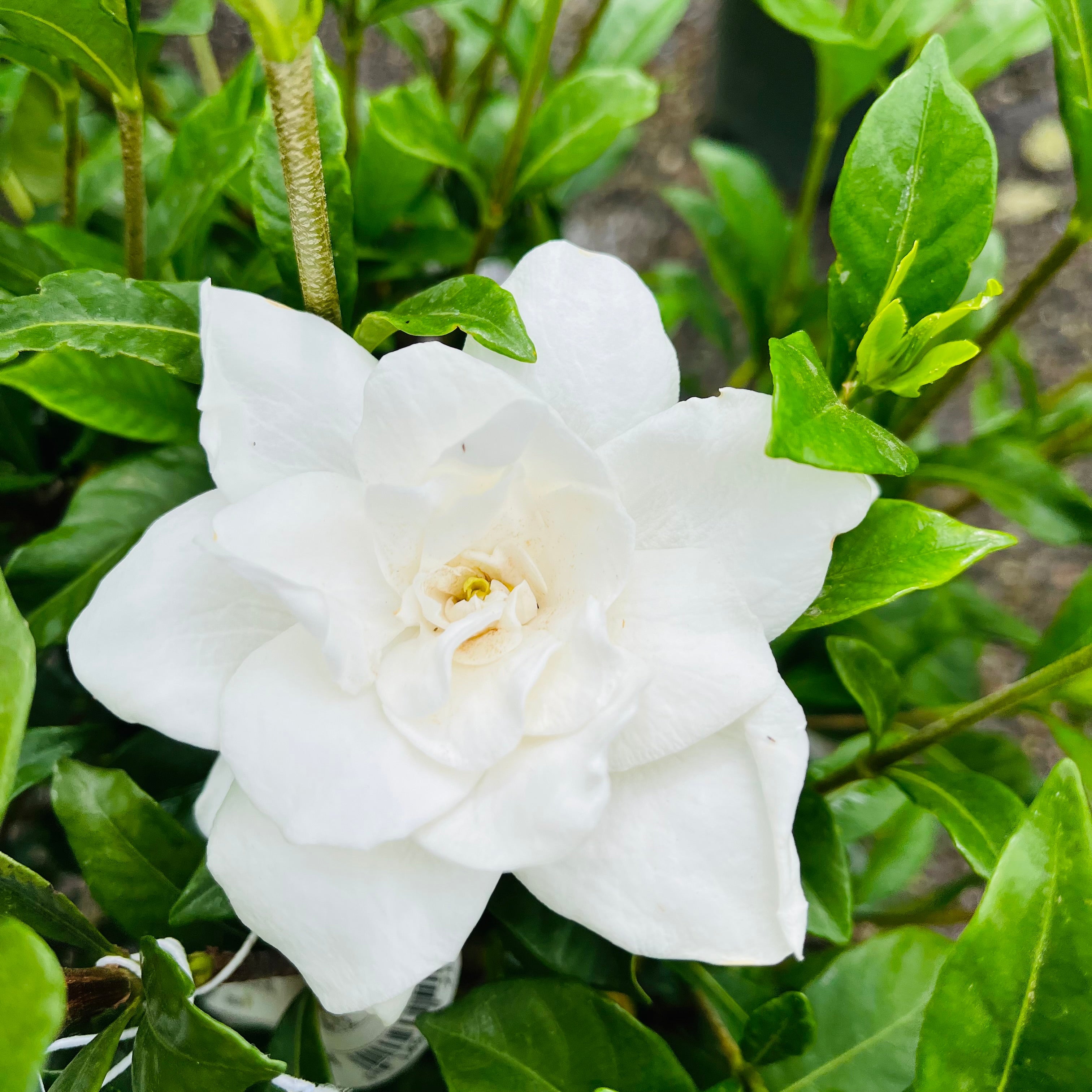 White flower Cape Jasmine with green leaves in the background