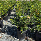 August Beauty Gardenia