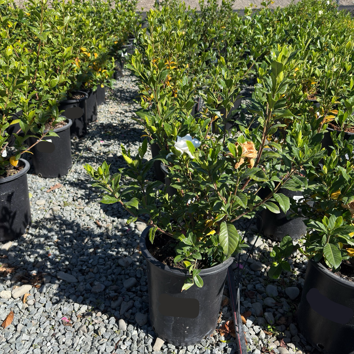 August Beauty Gardenia