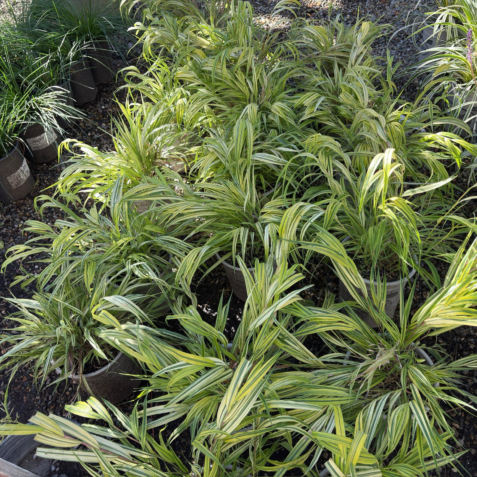 Aureola Japanese Forest Grass