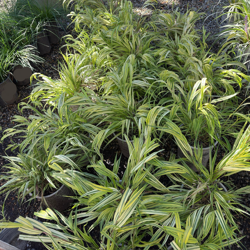 Aureola Japanese Forest Grass