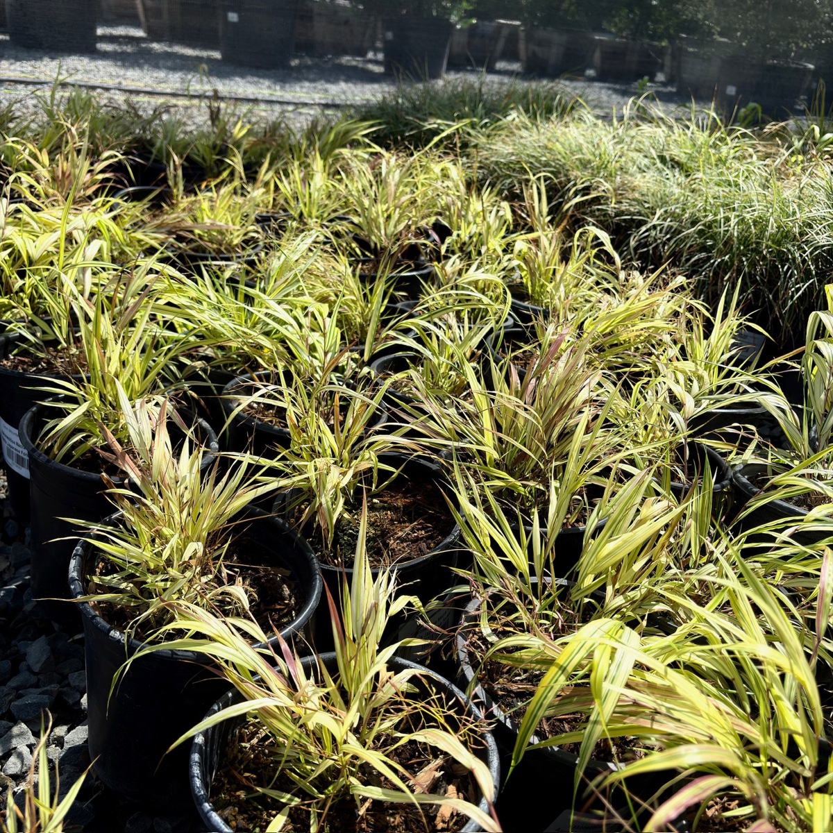 Aureola Japanese Forest Grass