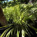 Aureola Japanese Forest Grass