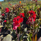 Australia Canna Lily
