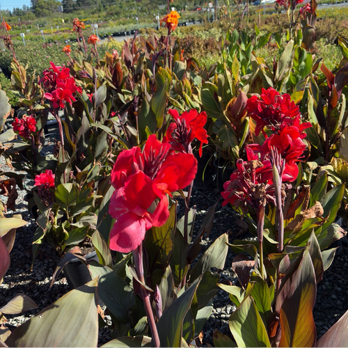 Australia Canna Lily