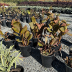 Australia Canna Lily