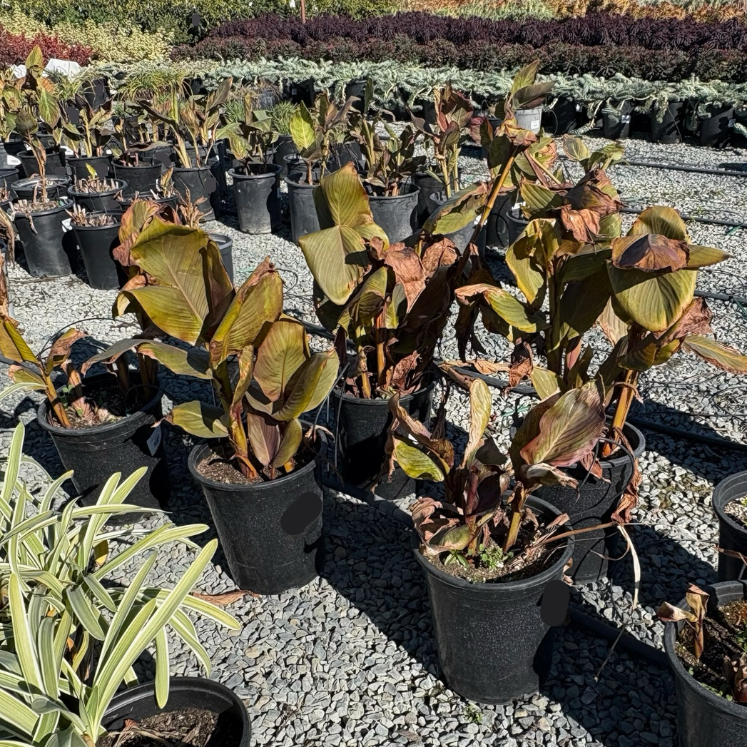 Australia Canna Lily