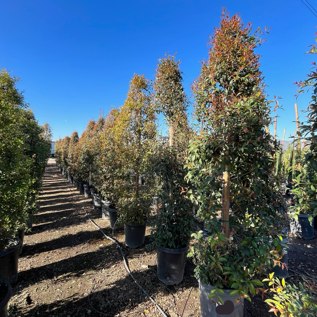 Australian Brush Cherry