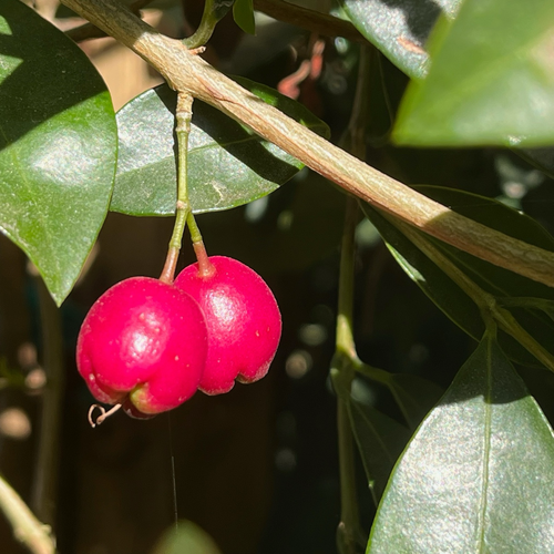 Australian Brush Cherry