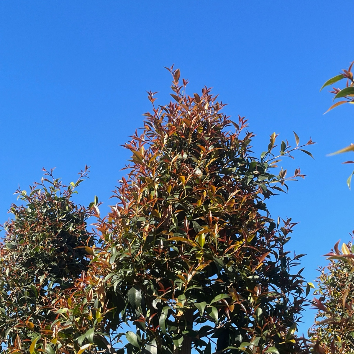 Australian Brush Cherry