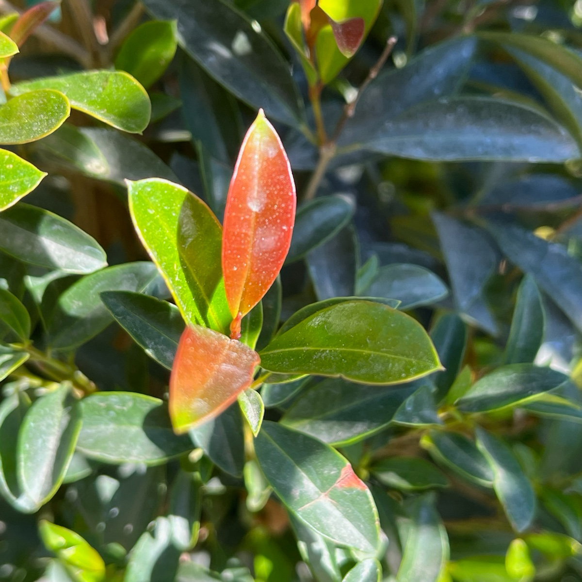 Australian Brush Cherry