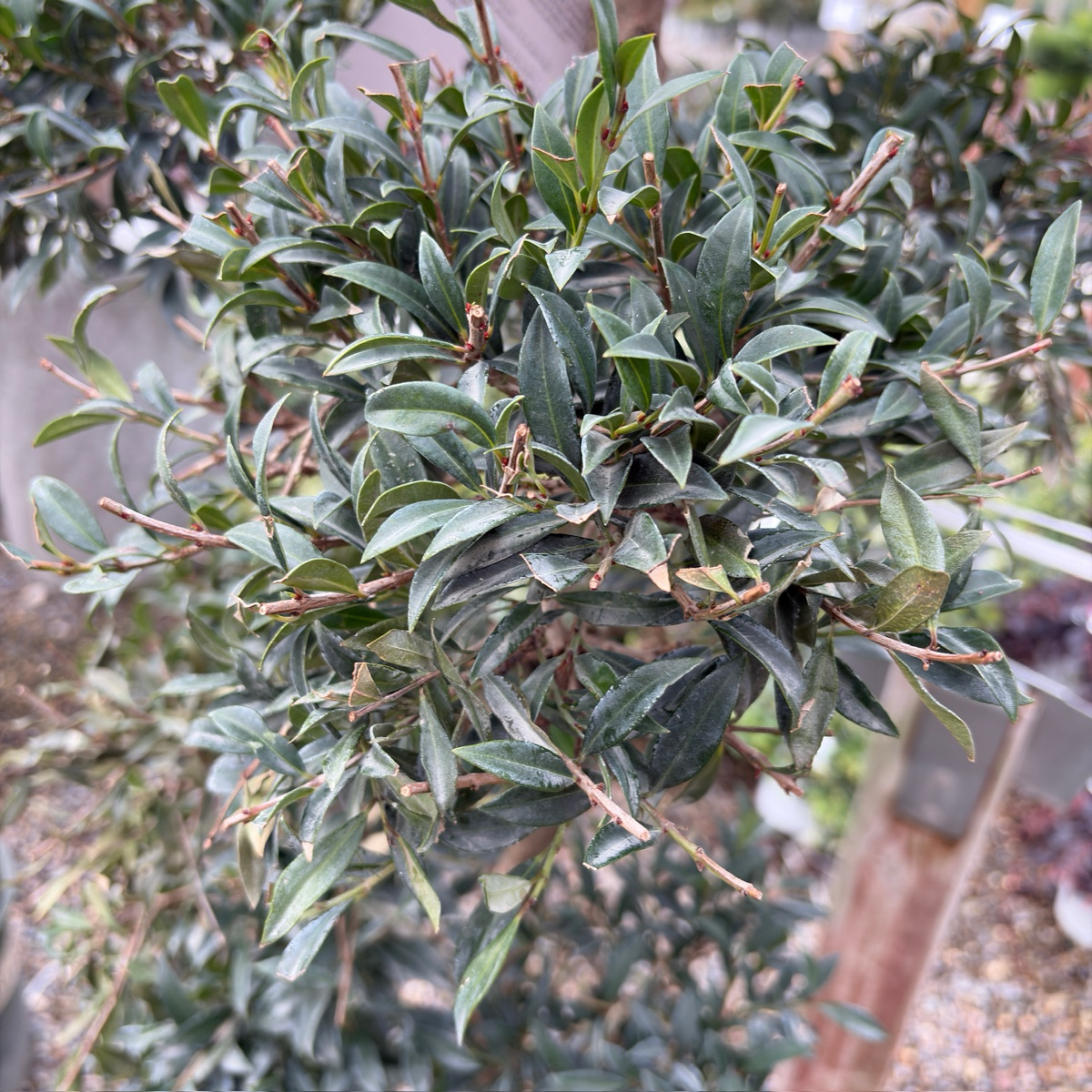 Australian Brush Cherry