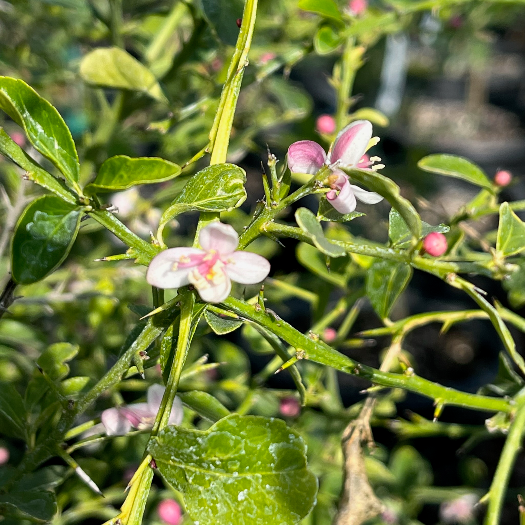 Australian Finger Lime
