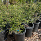 Australian Finger Lime