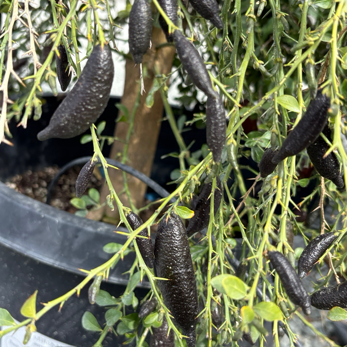Australian Finger Lime