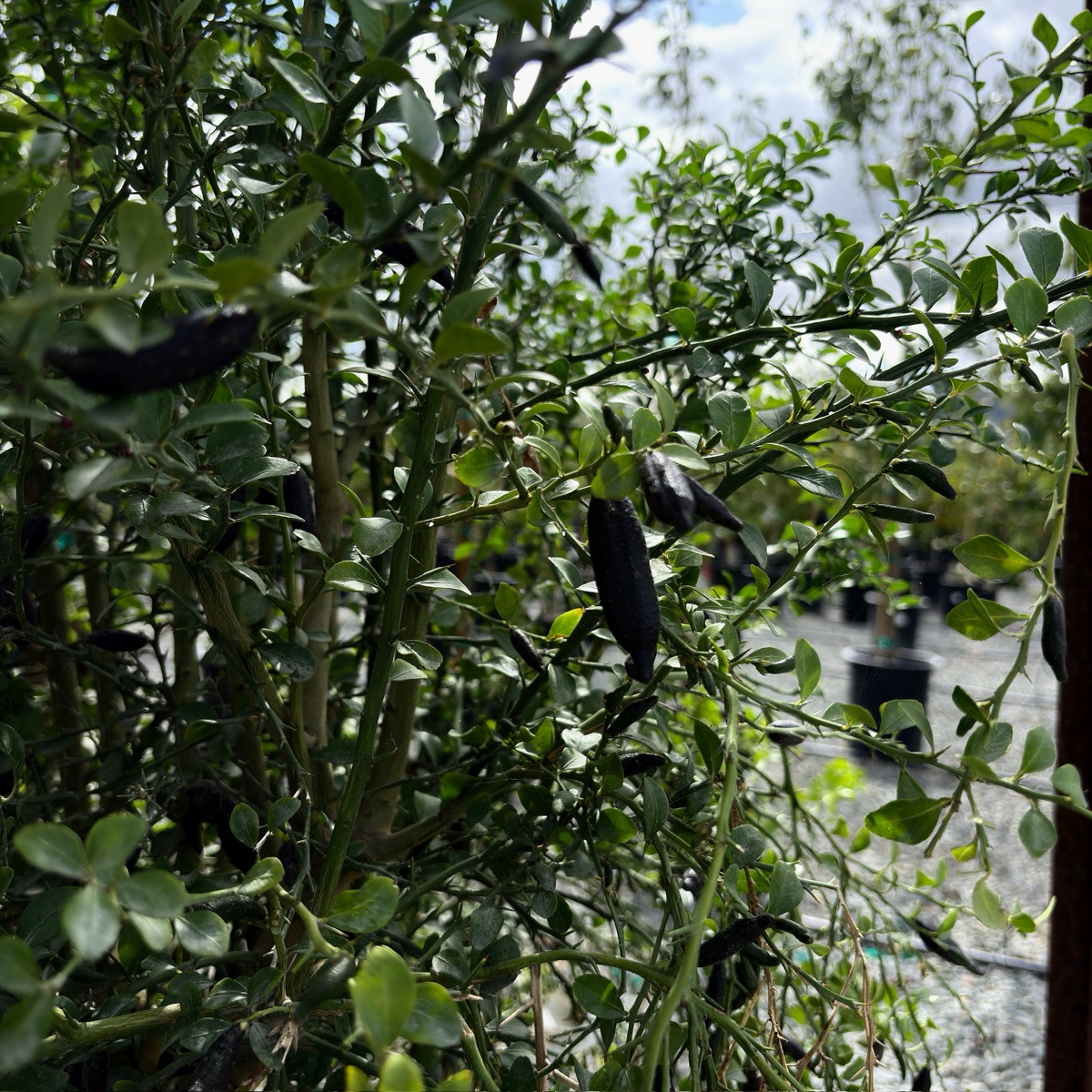 Australian Finger Lime