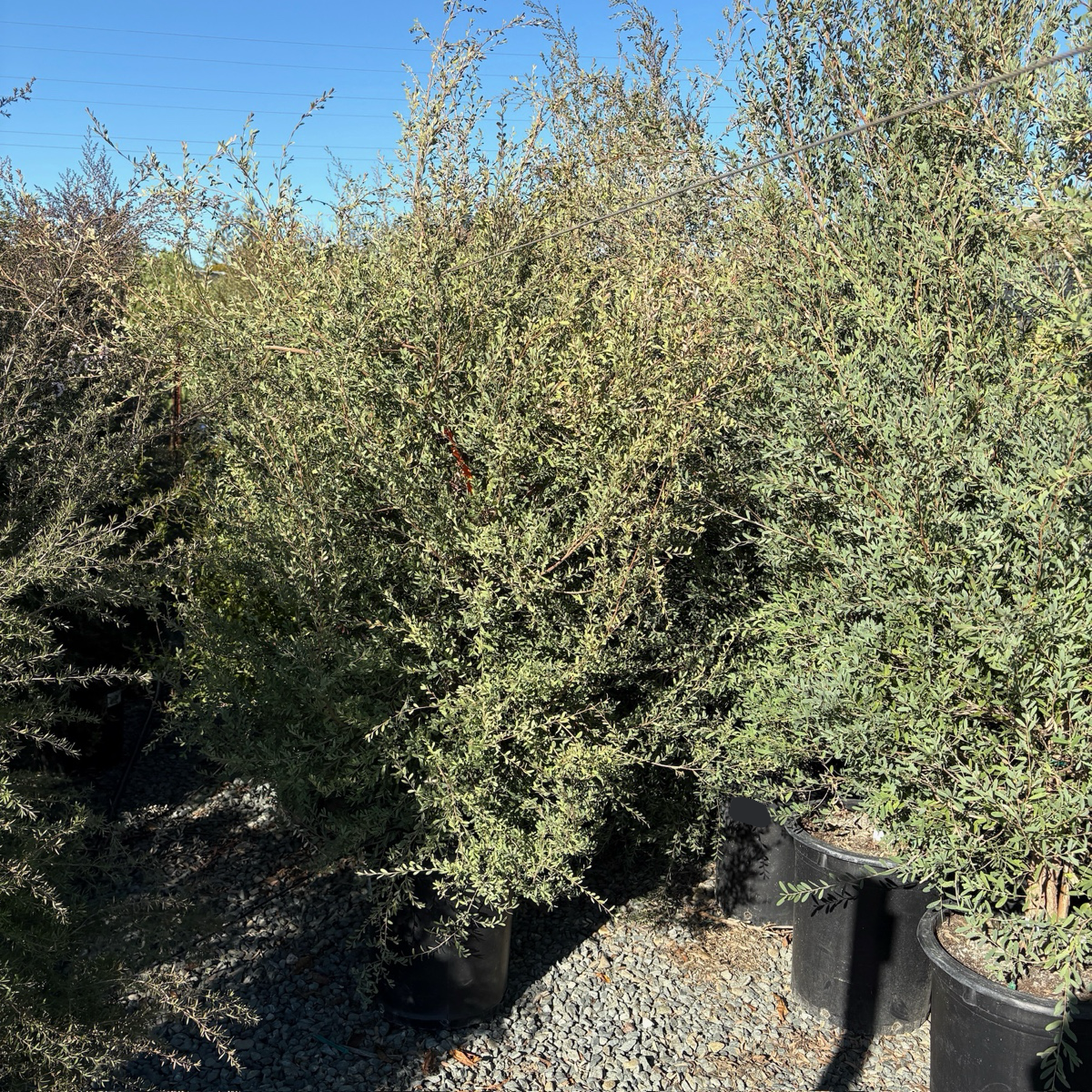Australian Tea Tree