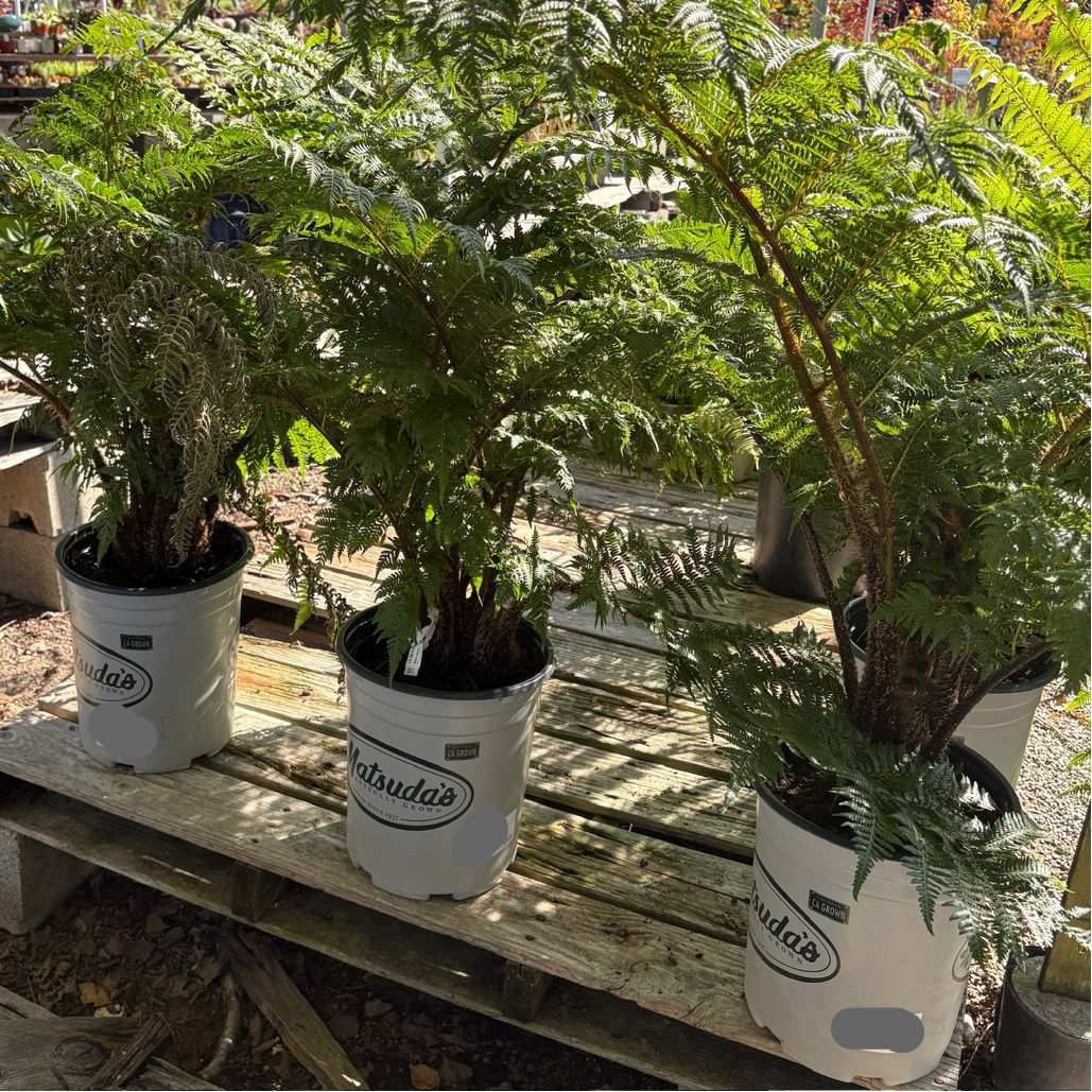 Australian Tree Fern Australian Tree Fern potted ferns on a wooden pallet in a greenhouse setting.