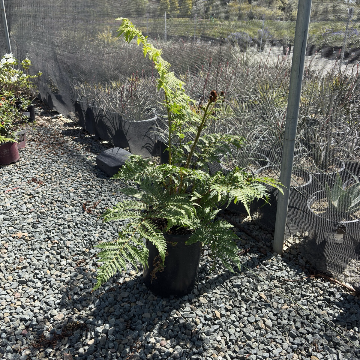 Australian Tree Fern Potted Australian Tree Fern a gravel surface with other plants in the background