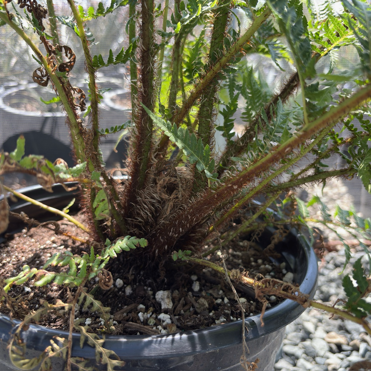 Australian Tree Fern Potted Australian Tree Fern with a blurred background