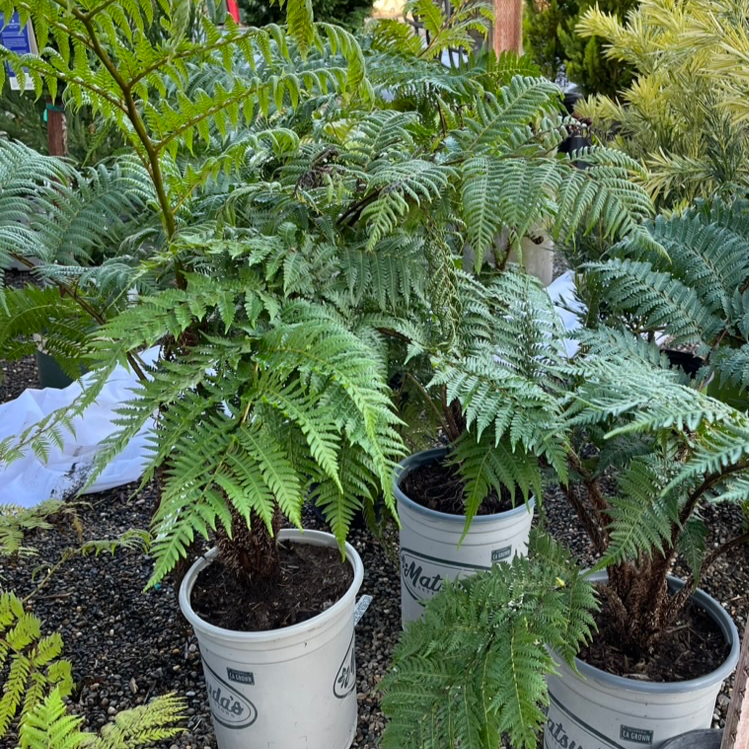 Australian Tree Fern Potted Australian Tree Fern  in a garden setting
