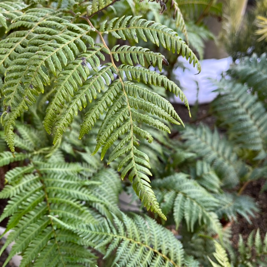 Australian Tree Fern Close-up of Australian Tree Fern leaves with a blurred background
