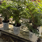 Australian Tree Fern Australian Tree Fern potted ferns on a wooden pallet in a greenhouse setting.