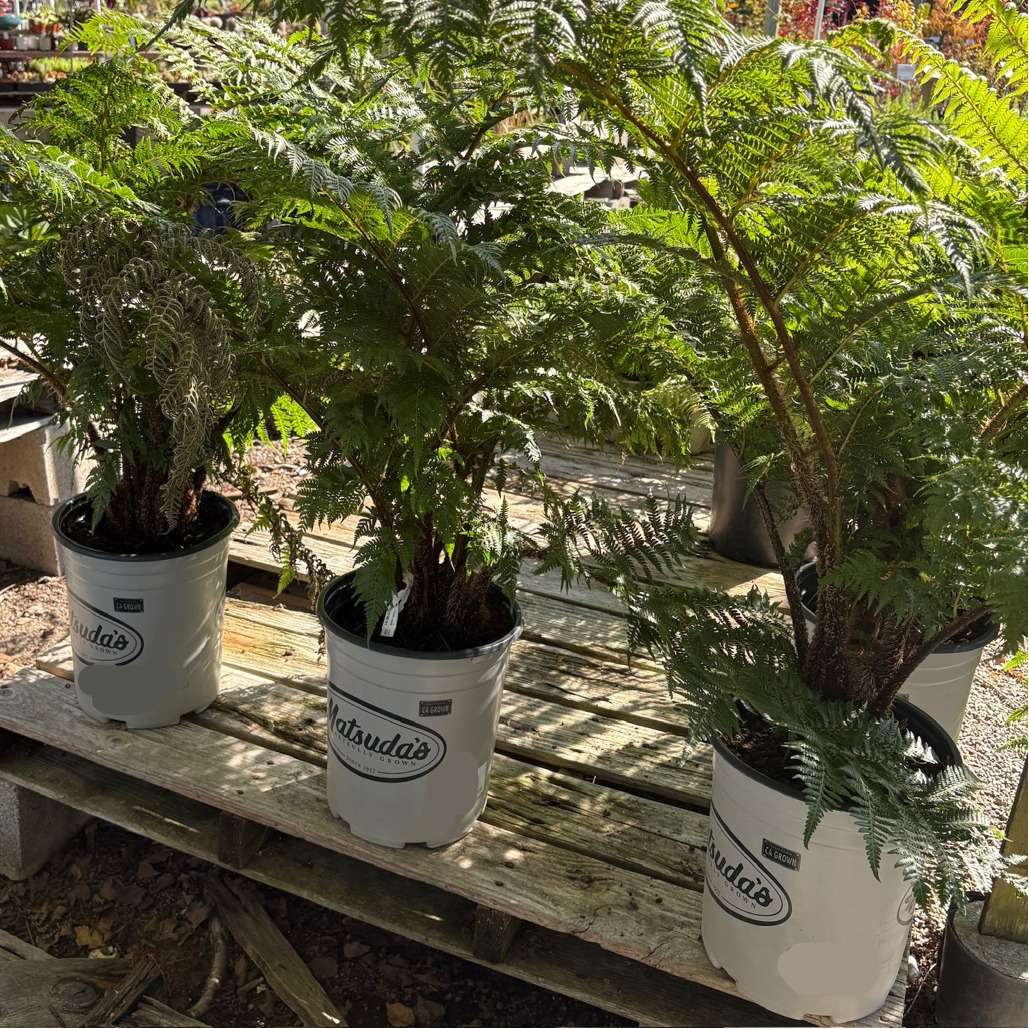 Australian Tree Fern Australian Tree Fern potted ferns on a wooden pallet in a greenhouse setting.
