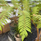 Australian_Tree_Fern
