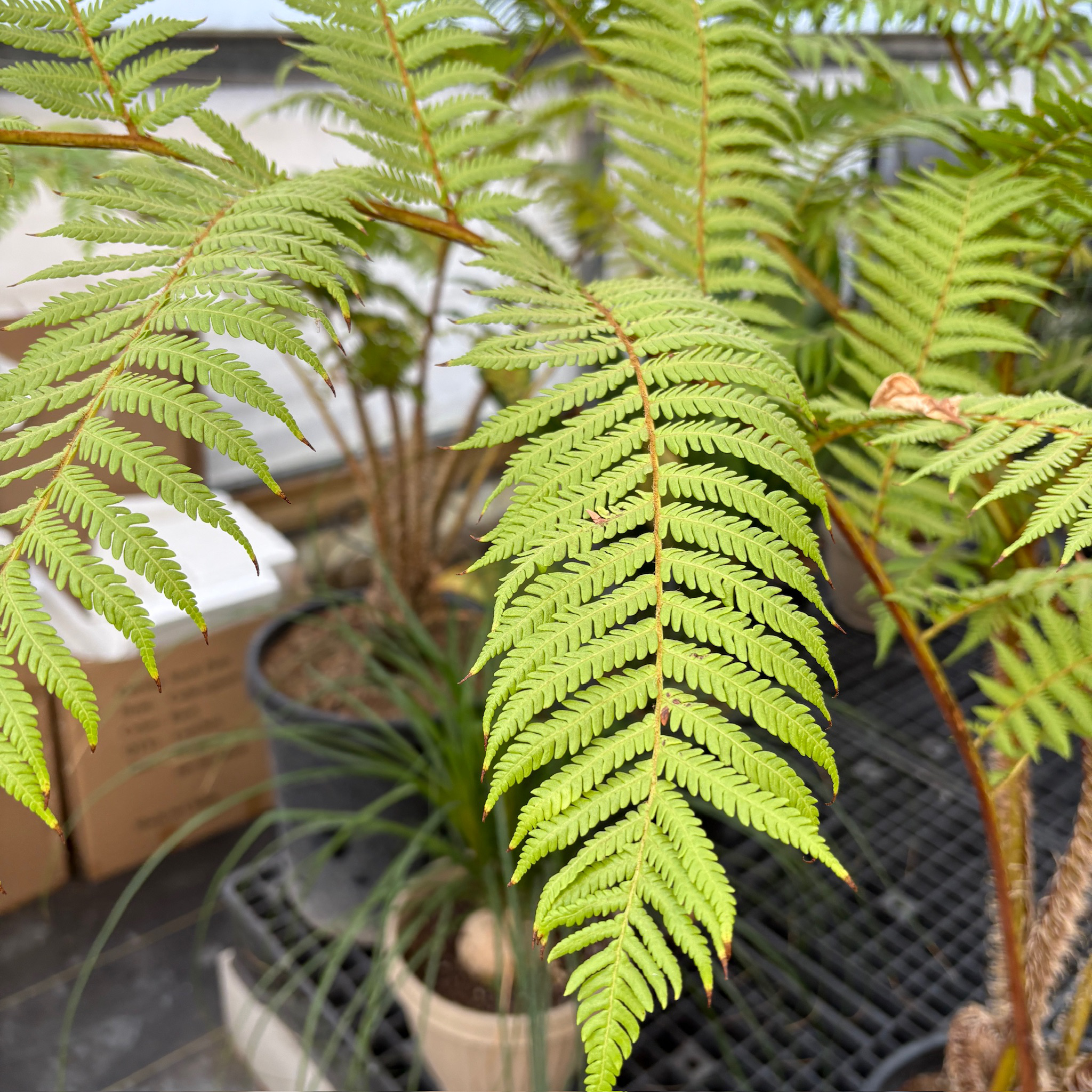 Australian_Tree_Fern