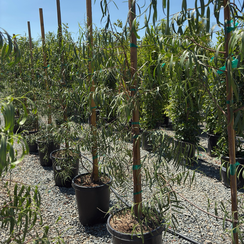 Potted Australian Willow trees in a nursery setting with gravel ground and blue sky.