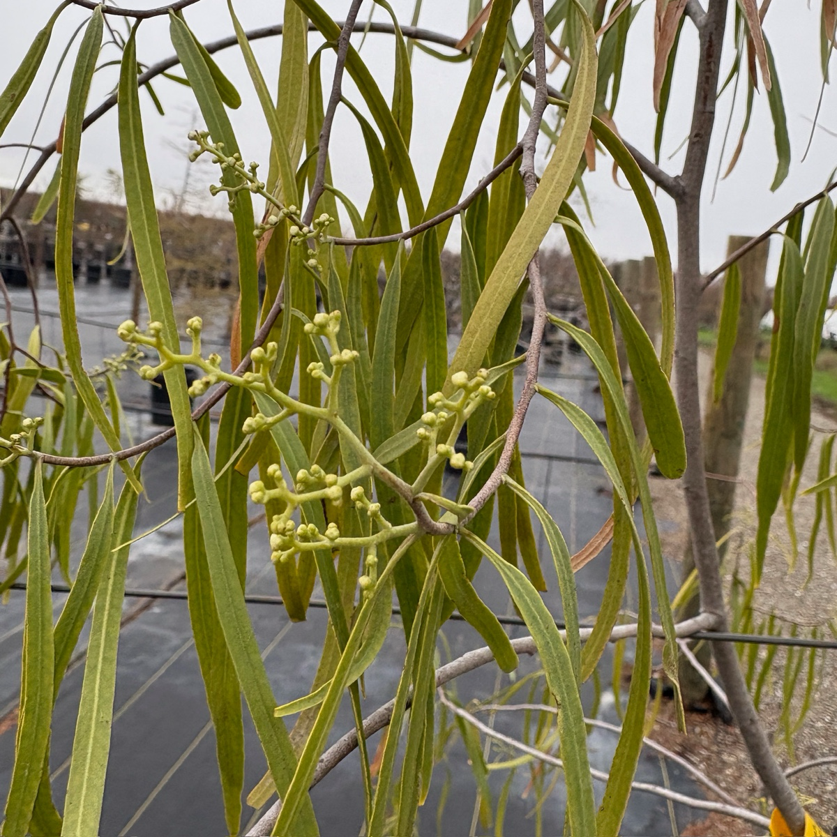 Green leaves and branches with a blurred background of water and buildings Australian Willow