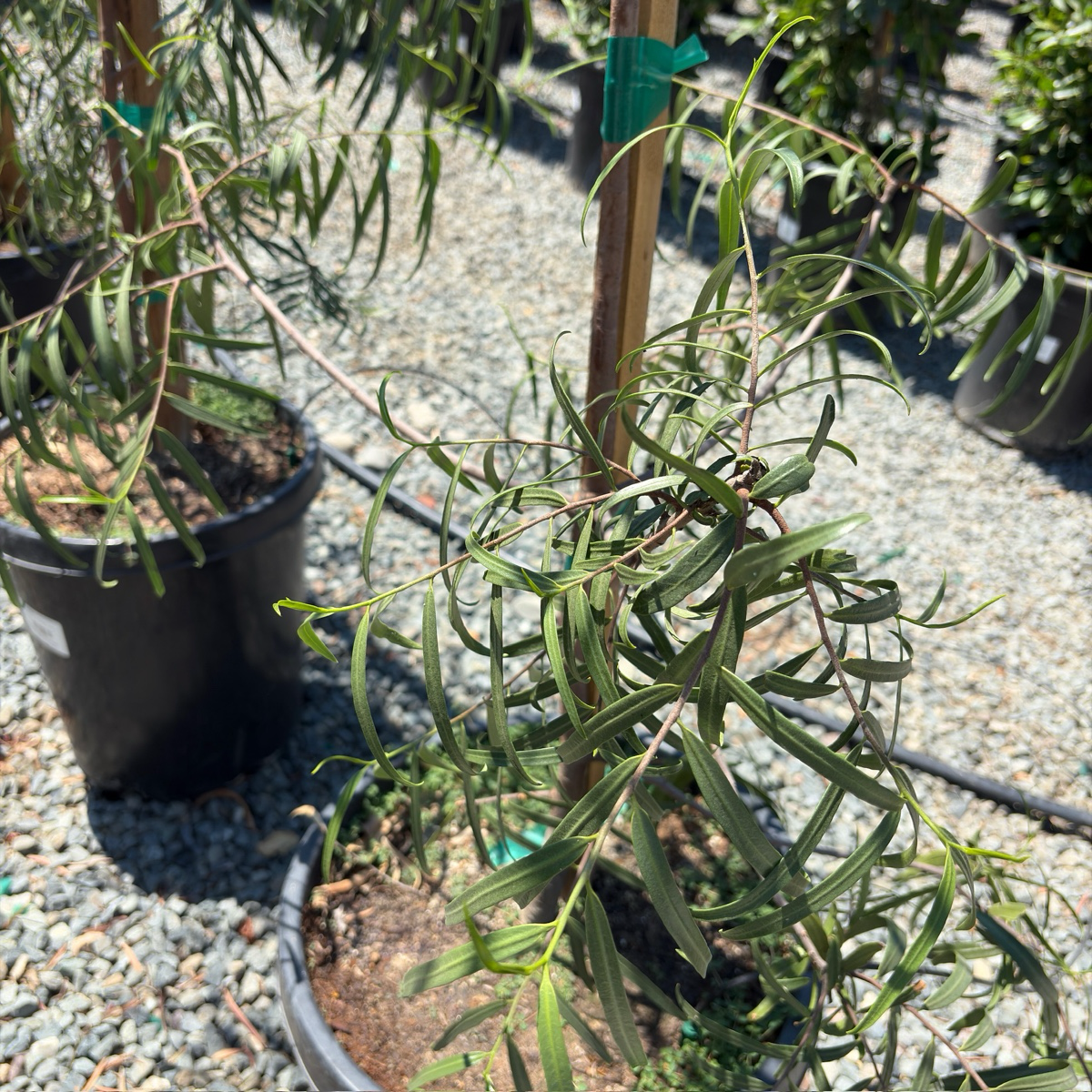 Australian Willow trees in pots on a gravel surface