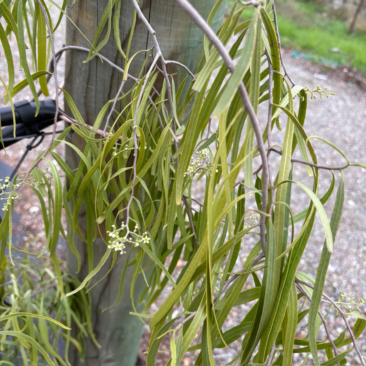 Australian Willow Green leaves and branches against a blurred natural background
